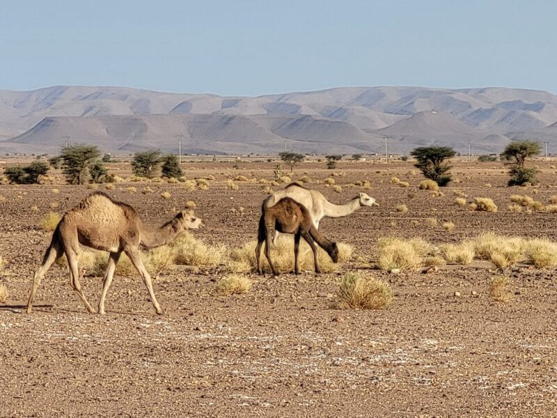 Wüsten-Retreat - Wandern in Stille durch die marokkanische Sahara