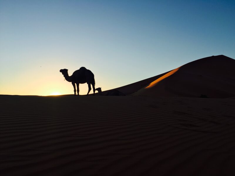 Entdecke die absolute Freiheit in der Sahara - eine Wüstenwanderung