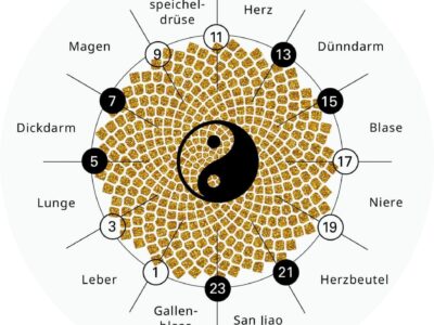 Yoga & Ernährung - Mehr Energie durch Aktivierung des Stoffwechsels nach der Inneren Körperuhr