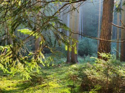 Wald & Seelenauszeit - Wo Erfolg aus starken Wurzeln wächst